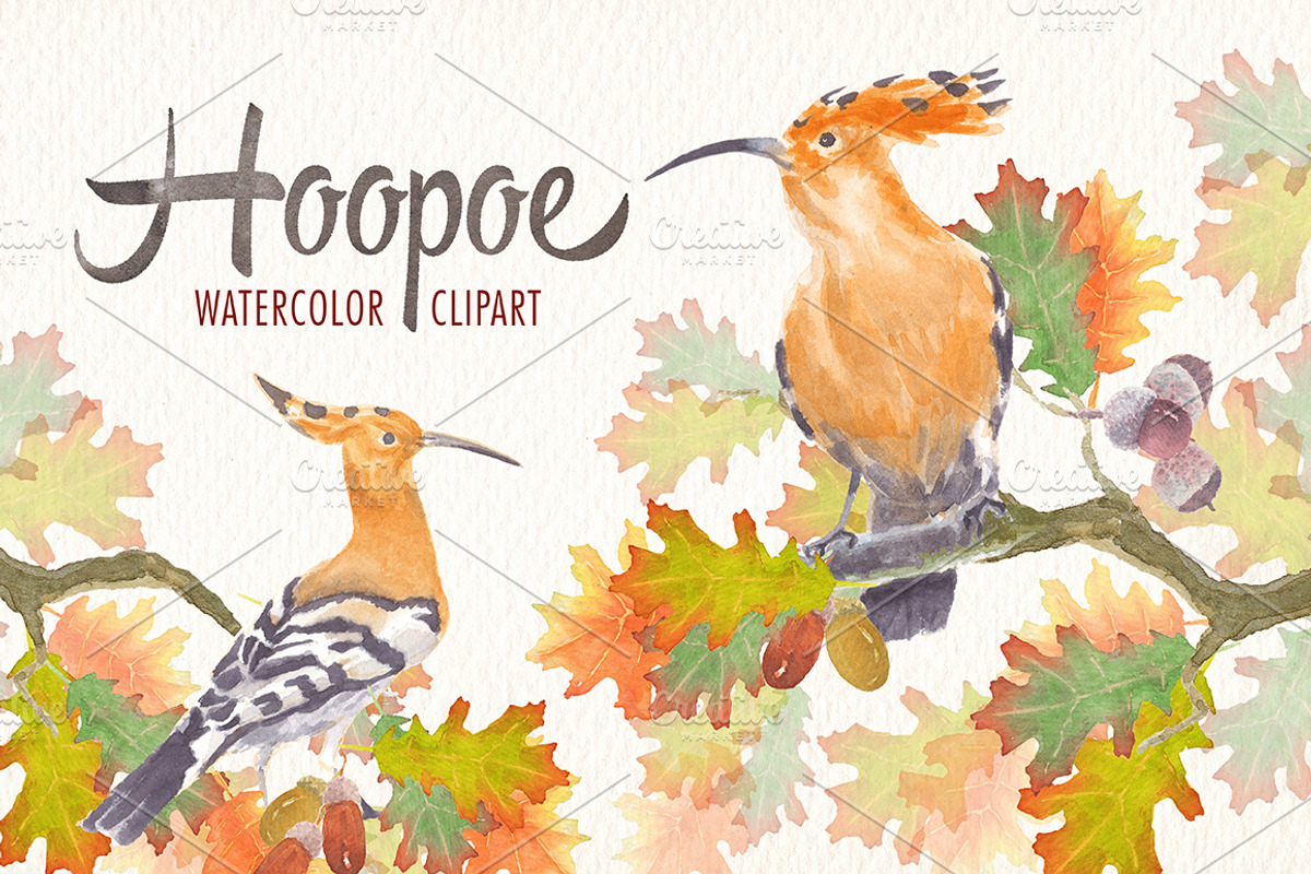 watercolor hoopoe bird clipart, an Illustration by Art & Things (Photo 4 of 5)