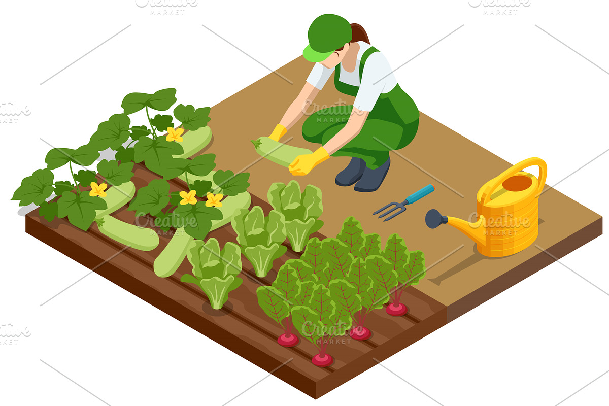 Agricultural cultivation. Isometric, an Object Illustration by Golden Sikorka