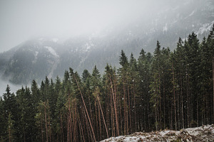 Winter Woods