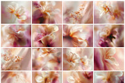 Dreamy Floral Blurred Backgrounds, a Background Graphic by Altea Design Studio (Thumbnail 14 of 16)