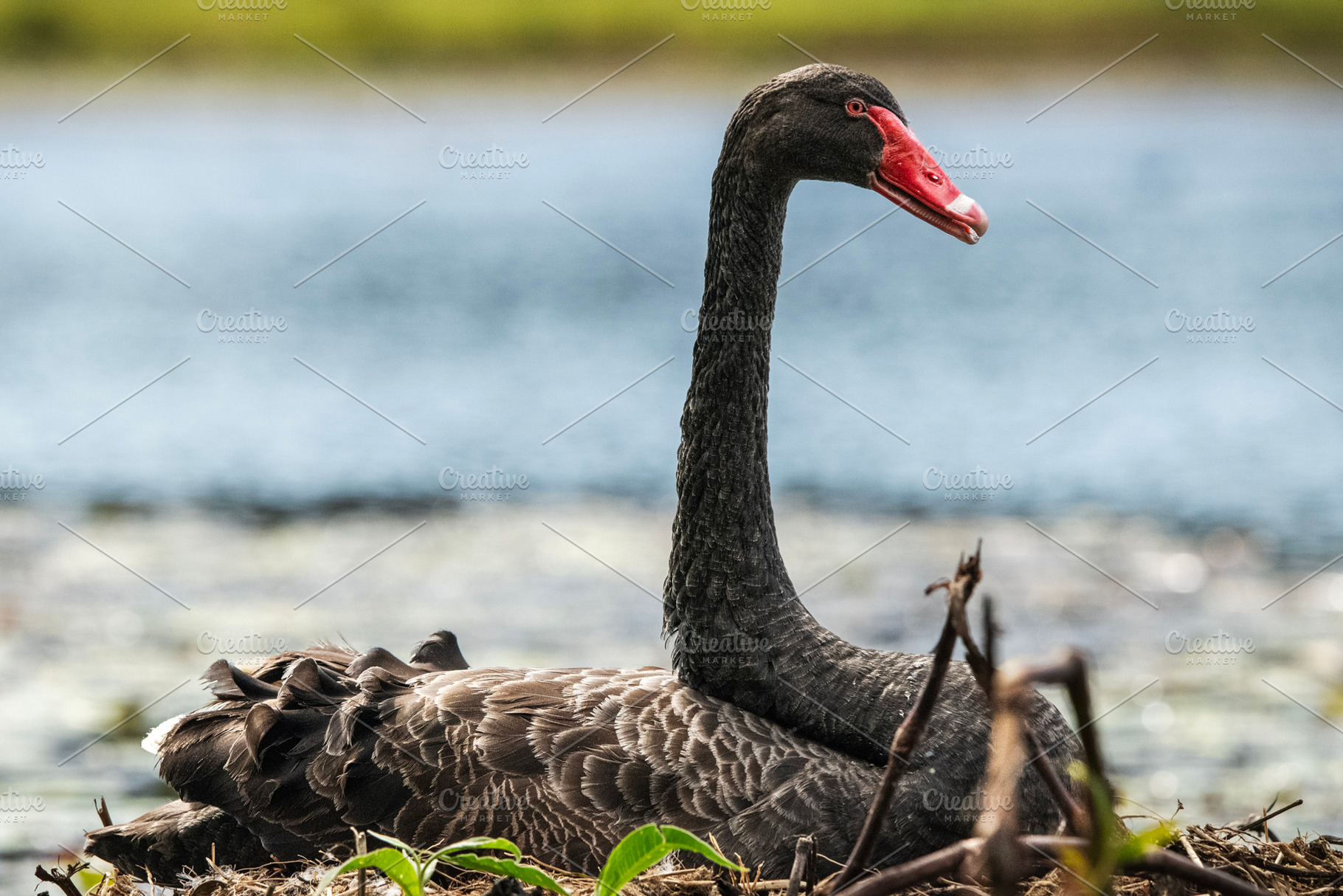 Black Swan Bird, an Animal Photo by Rob D Animal Photography
