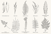 Fern & Grass Line Art Collection, a Decorative Illustration by AW Studios (Thumbnail 6 of 11)