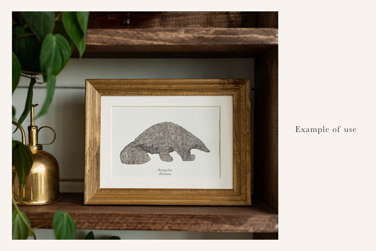 Pangolin Illustration - PNG, an Animal Illustration by LaurenFittonIllustration (Photo 3 of 7)