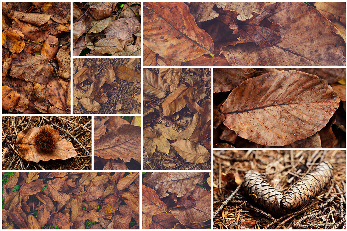 Mystic Autumn Photo Pack - 50 Images, a Templates & Theme by Dreamy Pixel (Photo 2 of 5)