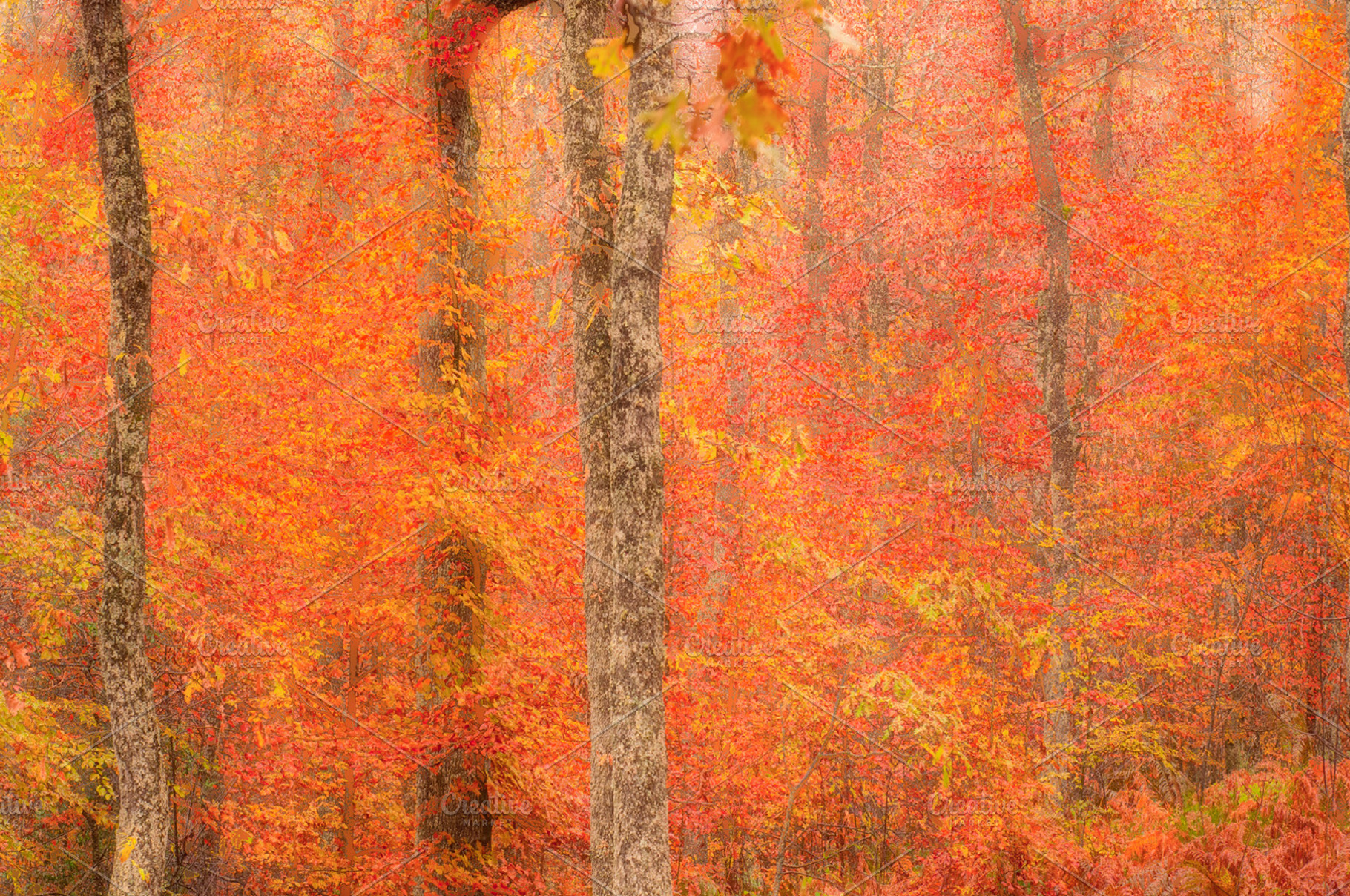 Autumn trees in orange and red, an Abstract Photo by Irantzu Arbaizagoitia