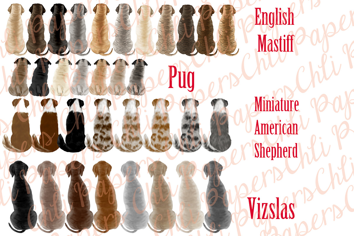 Dogs clipart,Dog Breeds Clipart,Pet, an Illustration by chilipapers (Photo 3 of 4)