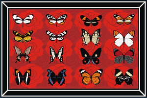 18 Species Butterfly