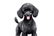 11PNG WATERCOLOR CUTE DOGS CLIPART, an Animal Illustration by Vachira Digital Studio (Thumbnail 5 of 5)
