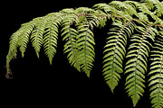 10 PSD Plants Collection 3, an Object Graphic by envirographic (Thumbnail 2 of 5)