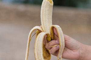 Canary banana featuring canary, canary islands, and canary banana