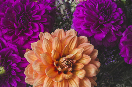 Dahlia Days