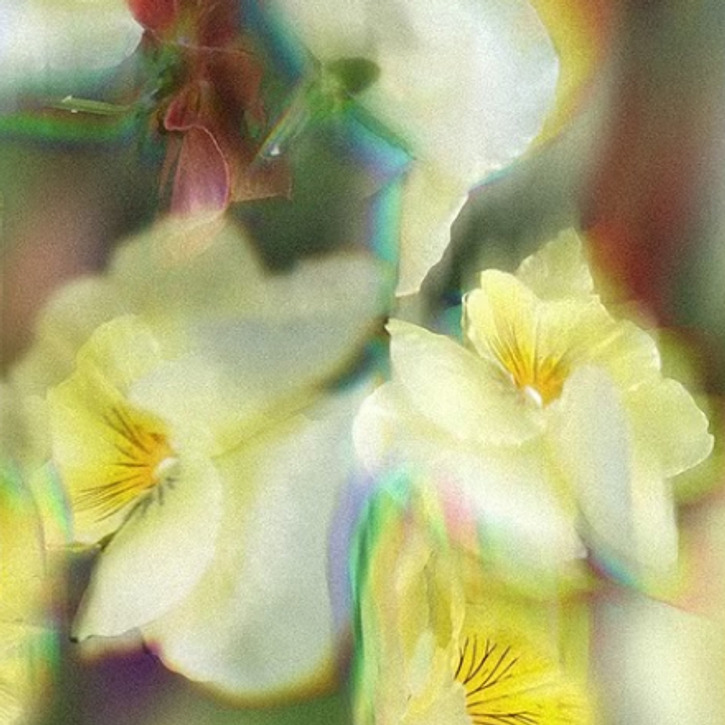 Abstract Botanicals