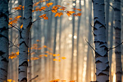Autumn Birch Forest, a Seasonal Illustration by StockVerse Creative (Thumbnail 4 of 4)