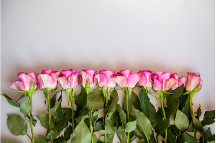 Bouquet of pink roses on white, a Nature Photo by COLORFUL