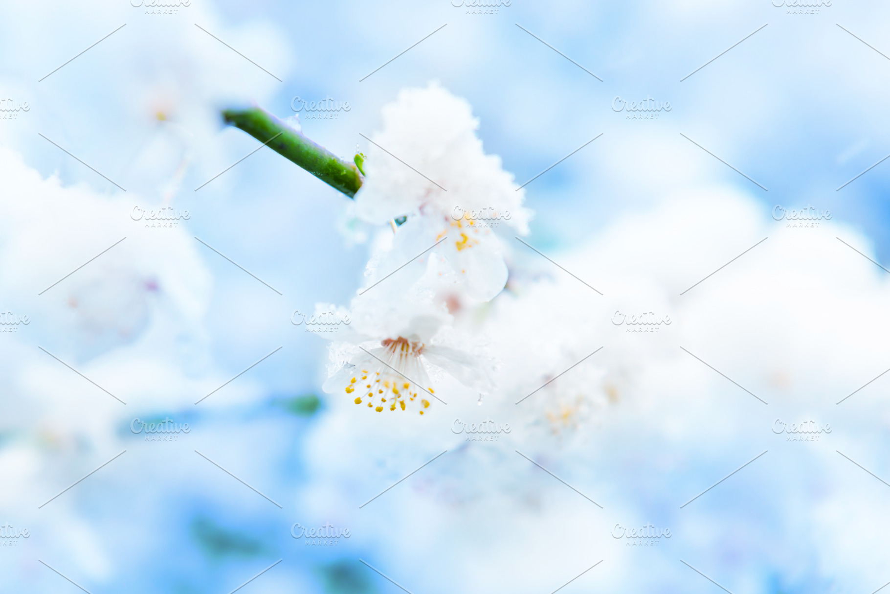 White flowers of branch cherry tree, a Nature Photo by Vapi