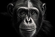 230+ Black & white animals Bundle, an Animal Photo by Virgo Studio (Thumbnail 4 of 6)
