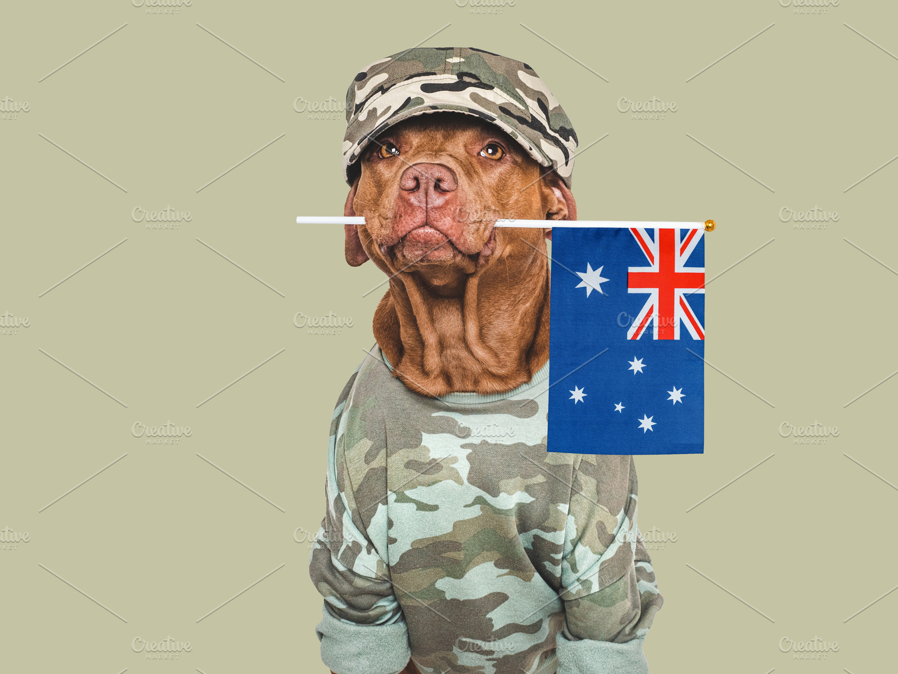 Cute brown dog, military shirt and Australian Flag, an Animal Photo by Svetlana Barchan
