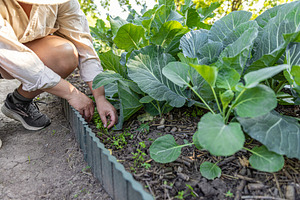Woman farmer carefully picking fresh parsley Woman farmer carefu, a Photo by Grafvision photography