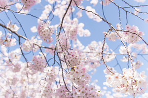 Sakura japanese cherry blossom containing sakura, sakura flower, and cherry