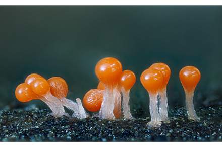 Orange slime mold - Trichia