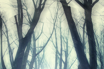 forest in winter morning, a Photo by Pictures for you!!!!!!!!!