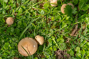 Small orange mushrooms growing in grass next to a stump, a Nature Photo by DanFLCreativo