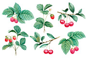 Watercolor berries kit, a Food Illustration by Sundra (Thumbnail 1 of 11)