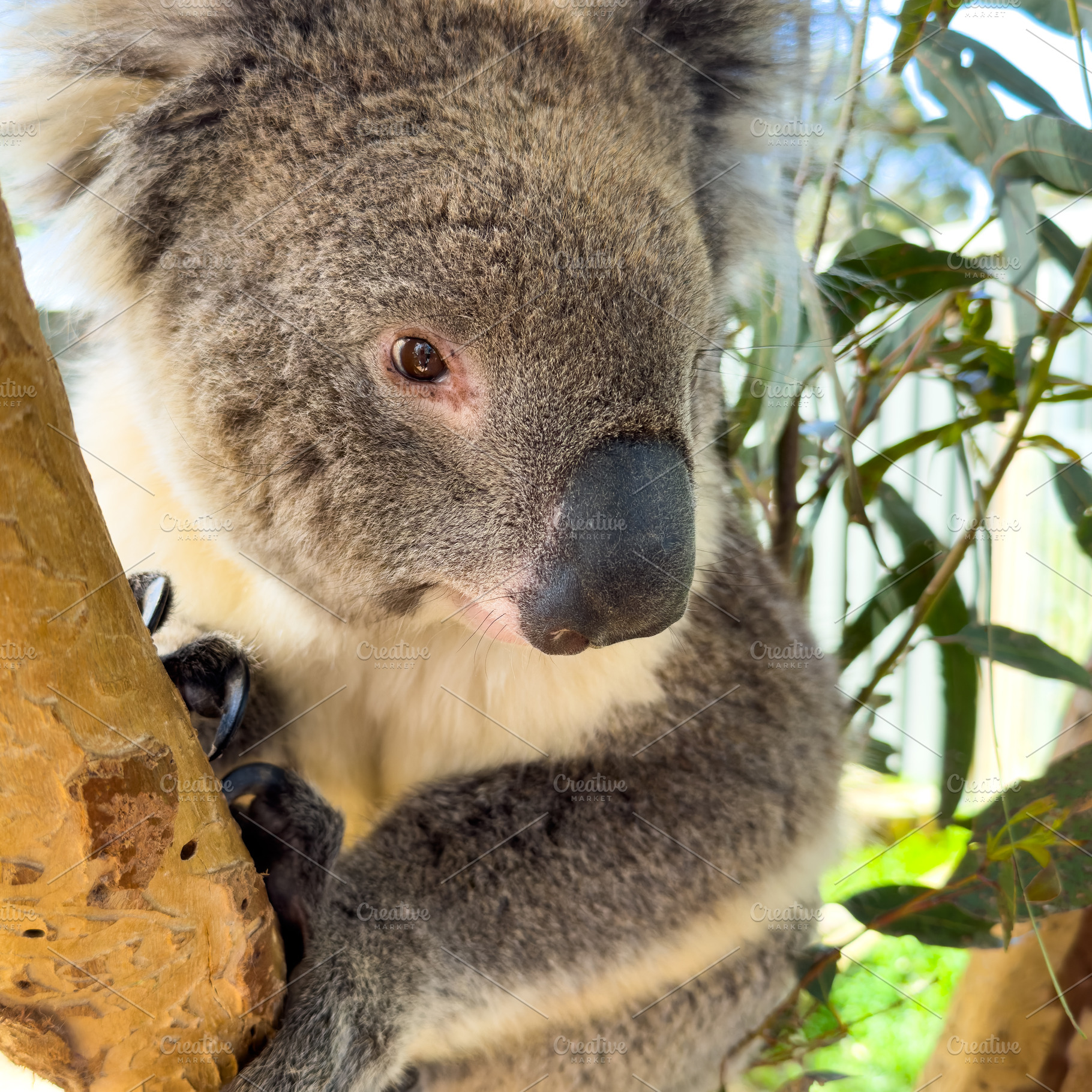 Koala, an Animal Photo by THP Creative