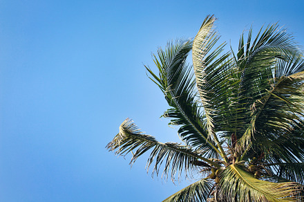Coconut Tree Background, Bay, Summer, a Nature Photo by Ashish S