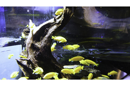 Aquarium with colorful fishes, an Animal Photo by Media Whale Stock
