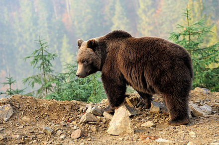 Bear featuring animal moose wildlife wild mammal antler nature bull male deer, an Animal Photo by Byrdyak