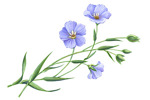 Flax Pencil Drawing Isolated, a Healthcare Illustration by Anna Repp Illustration