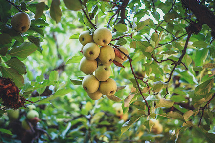 7 red apples in the tree stock photo containing apple and apples preview 6