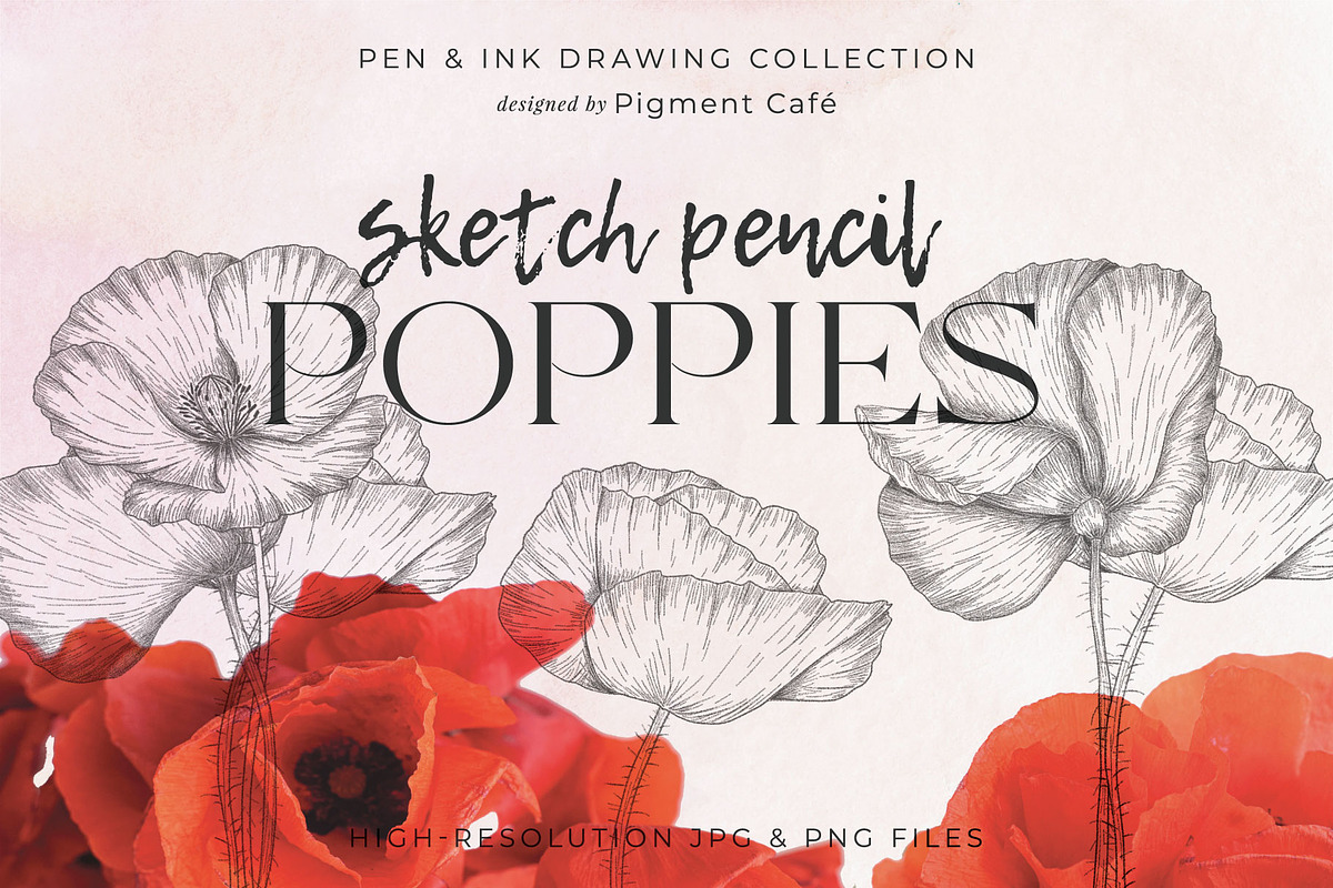Sketch Pencil Poppy Flowers, an Illustration by Pigment Café (Photo 1 of 8)