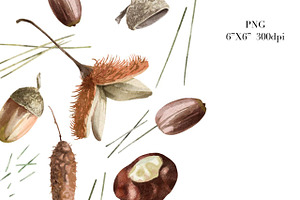 Acorns Watercolor Clipart. Forest.