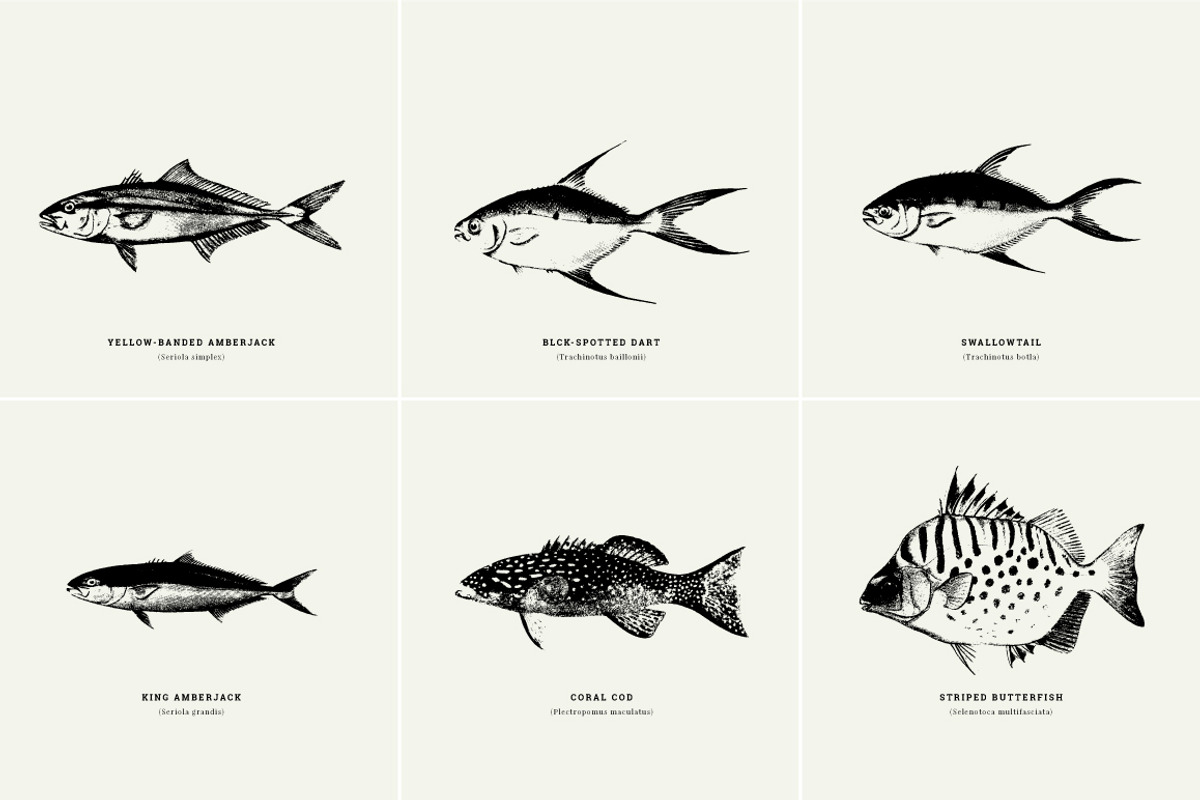 Fish Illustrations, an Object Graphic by Nomad Visuals (Photo 7 of 11)