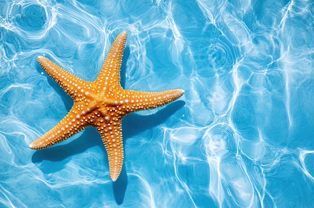 Five-pointed starfish floating gracefully on blue water in a serene underwater, an Animal Photo by AlyaAnd