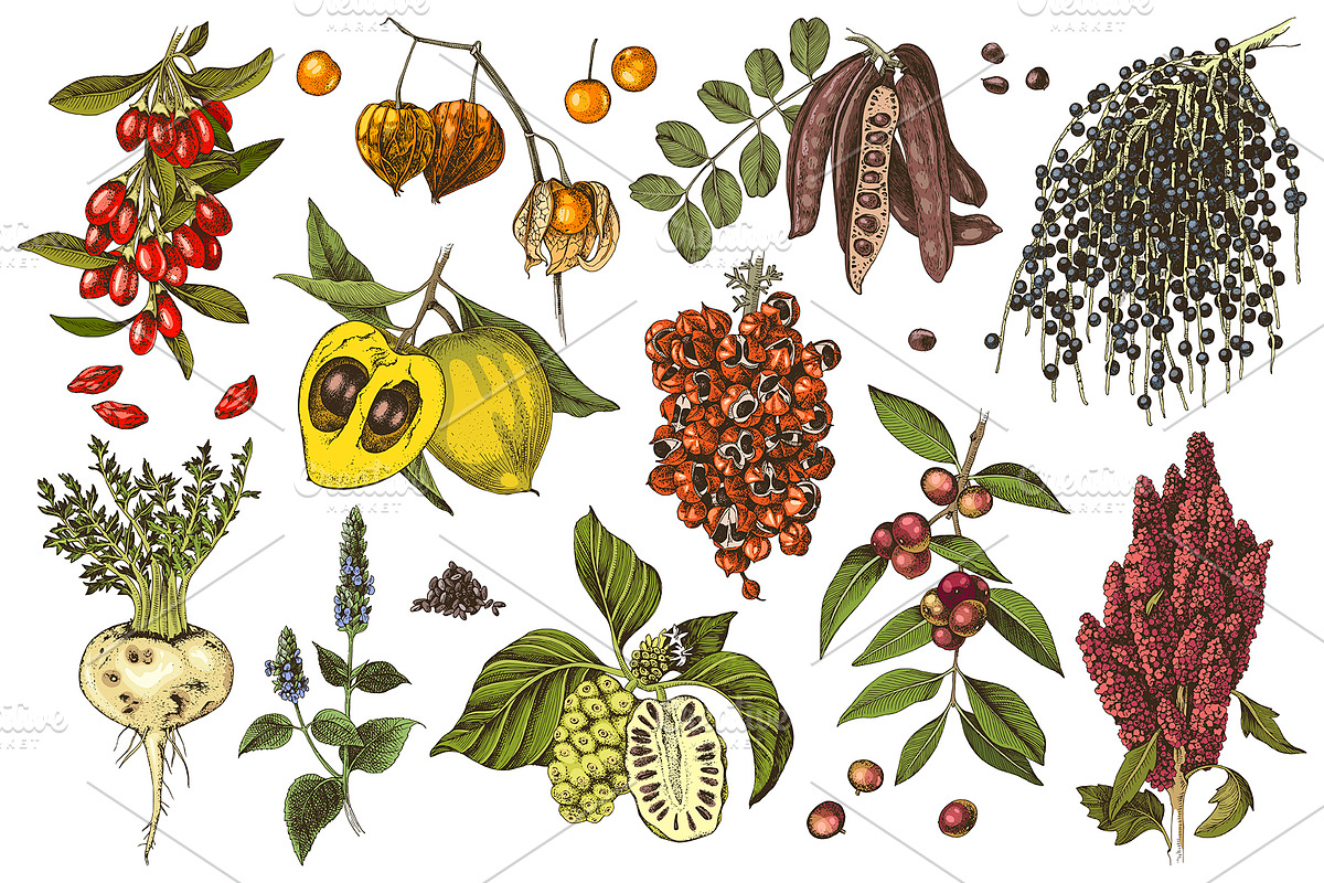 Natural food BUNDLE, a Food Illustration by handsketched (Photo 23 of 26)