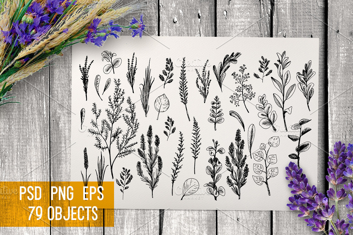 Wild field herbs. Botanical set., a Healthcare Illustration by Alena Kaz (Photo 2 of 12)