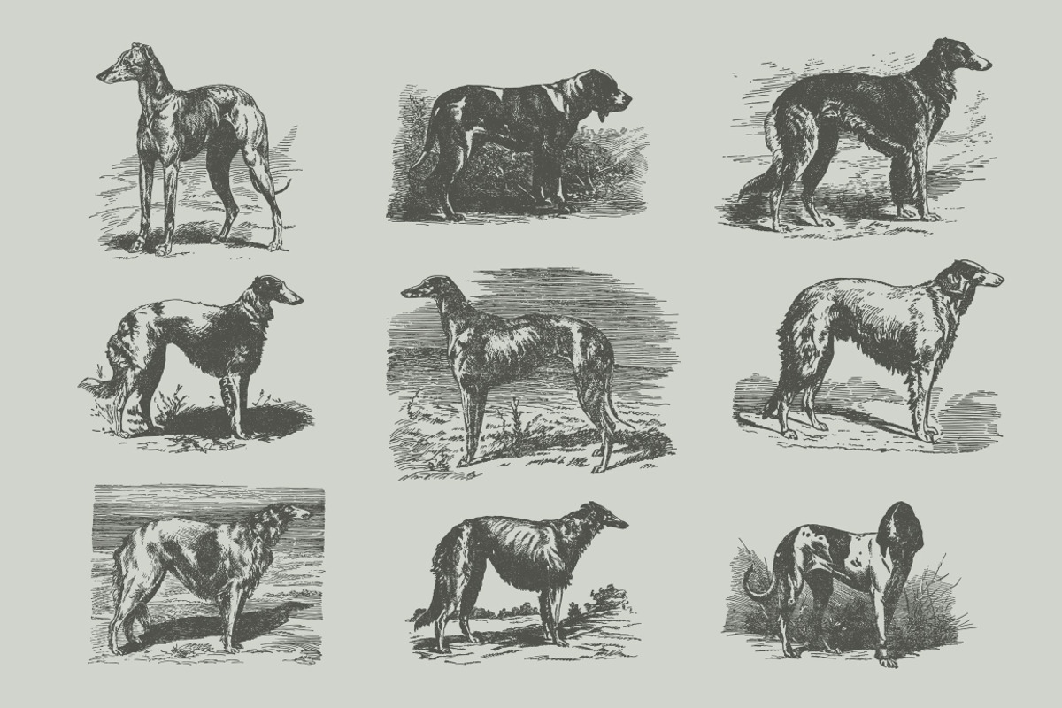 Vintage Bundle 2500+ Free Update, an Animal Illustration by Retro Machine (Photo 111 of 170)
