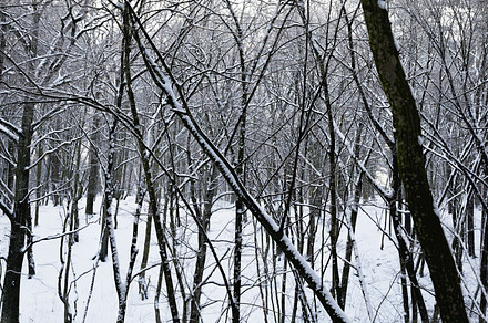 snow forest in winter, a Background Photo by MyPhotos