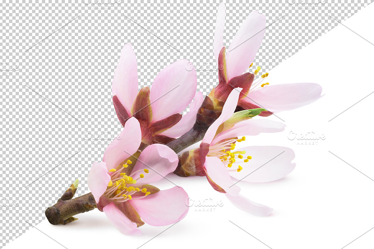 Pink almond blossoms, an Object Graphic by Fruits+Veggies (Photo 3 of 9)