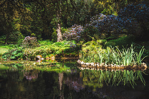 Garden pond with plant island, a Nature Photo by SkyNext