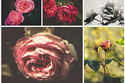 ISEEYOUPHOTO SIMPLYROSES preview 3