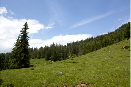 Breathtaking green pastures in Tyrol