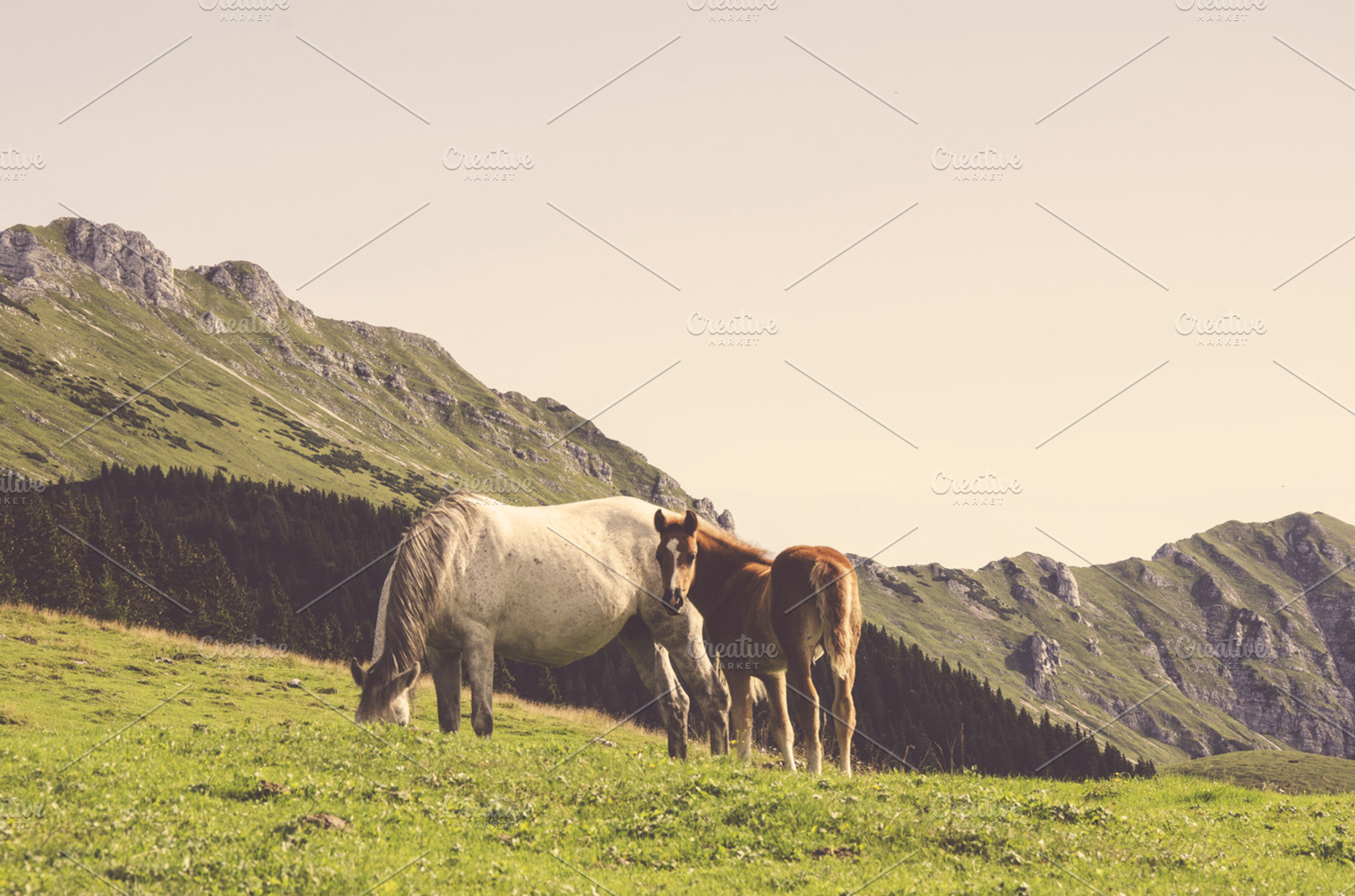 Hills Grass And Horses