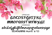 Coquette Script Font, a Script Font by The Thrill of Design (Thumbnail 7 of 8)