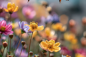 Bees in flight over colorful wildflo, a Photo by Pixeness Studio