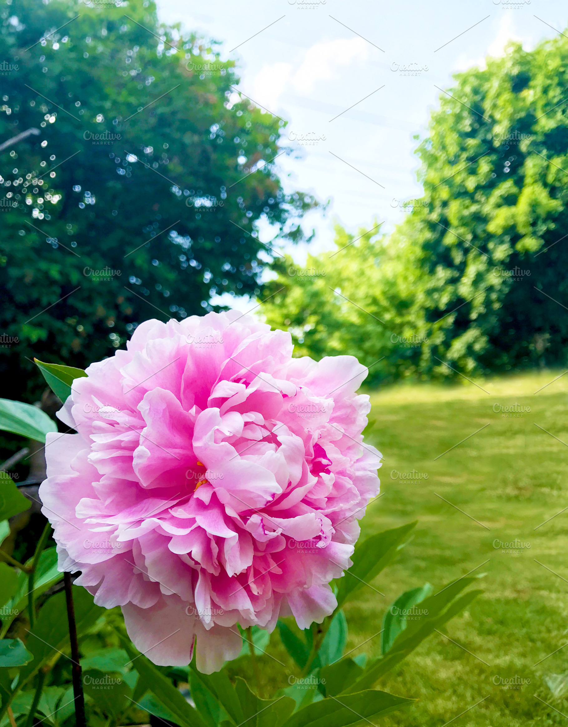 Bright Pink Peony Green Grass, a Photo by Cordial Punch Press