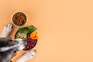 Vegan domestic pets food, plant-based dog and cat foods, an Animal Photo by Rimma